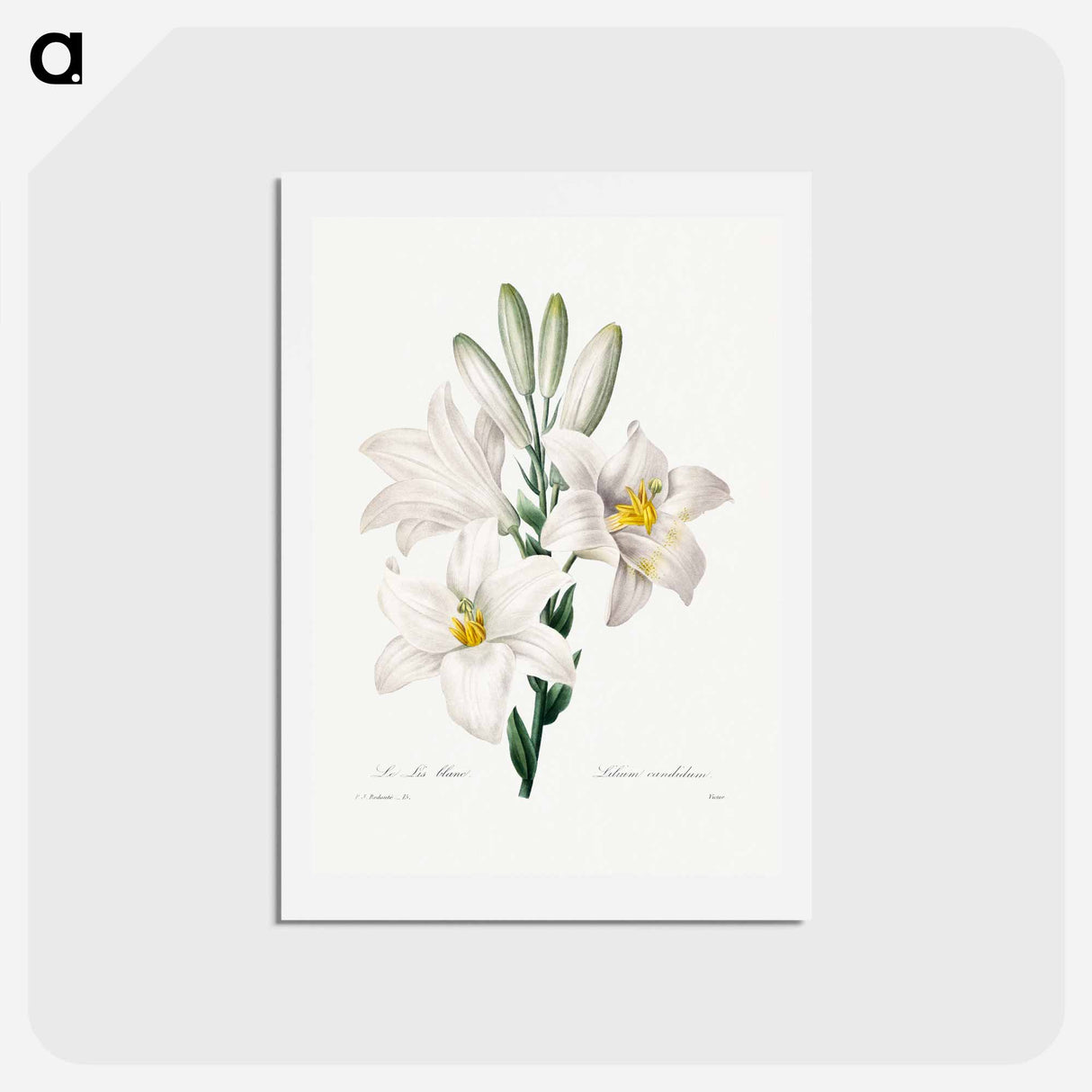 アートポストカード-Madonna Lily - ピエール ジョゼフ ルドゥーテ Postcard.