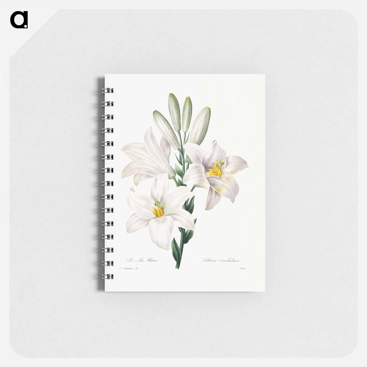 アートメモ帳-Madonna Lily - ピエール ジョゼフ ルドゥーテ Memo.