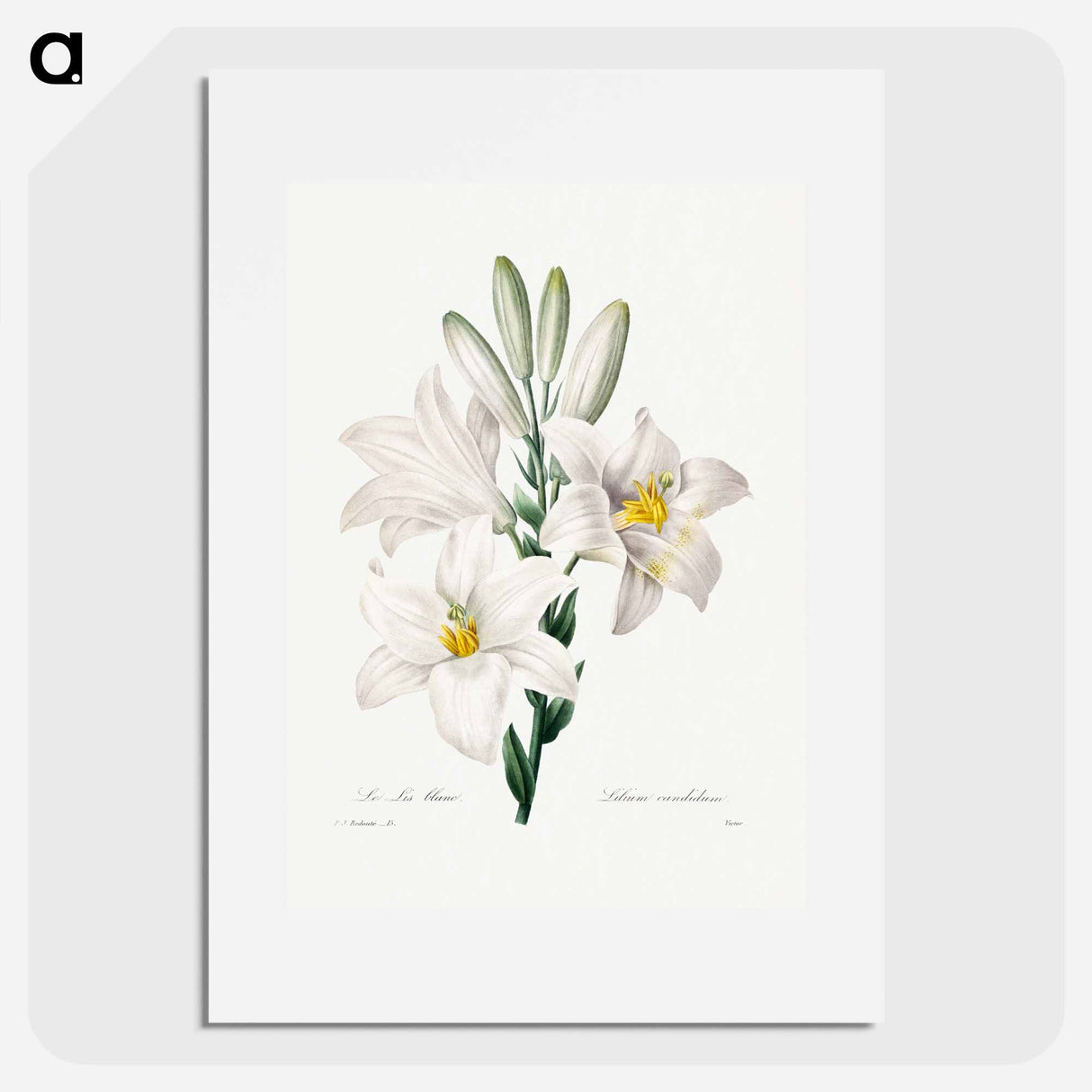 Madonna Lily - Pierre Joseph Redouté Poster.