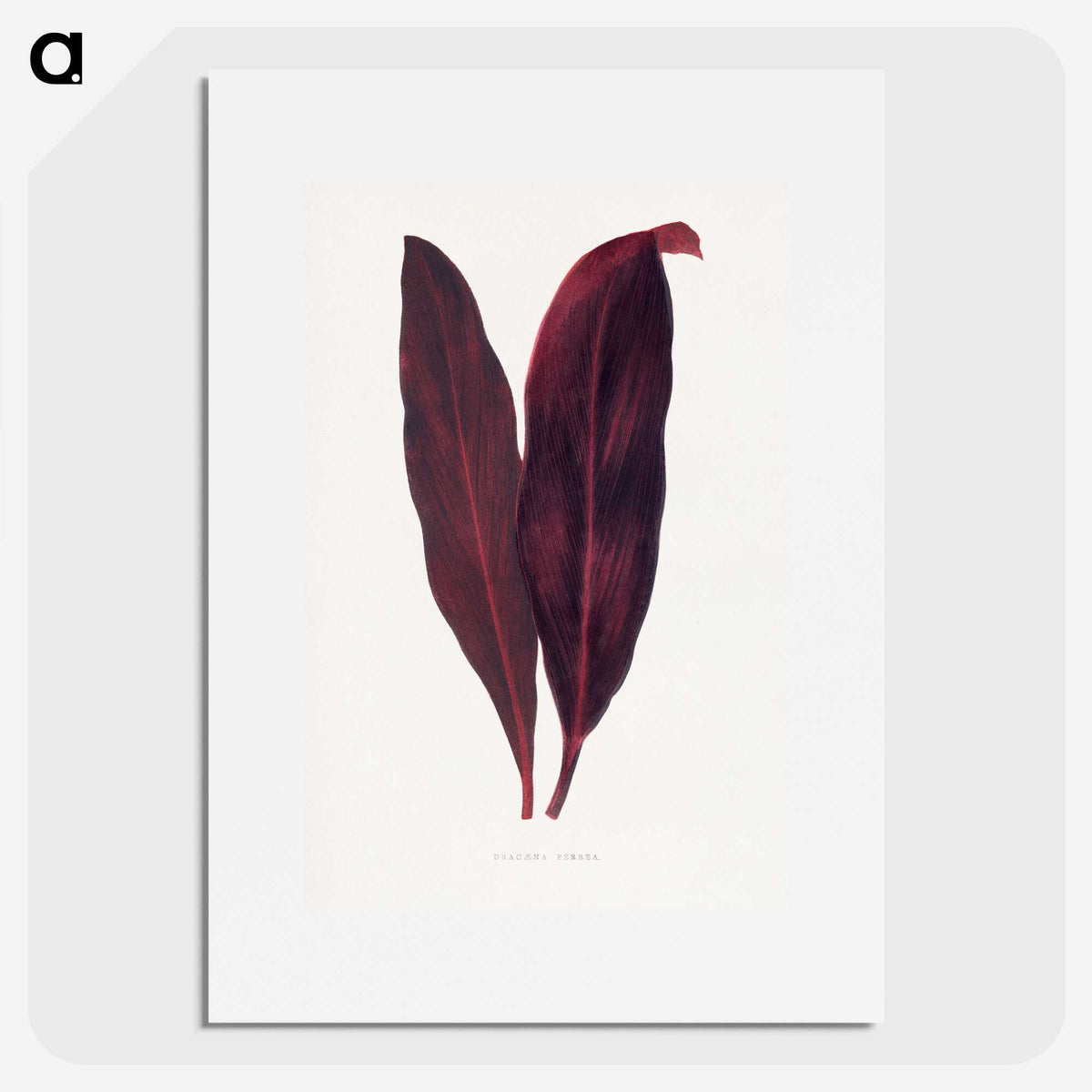 1-29_Plants-with-Colored-Foliage_picture