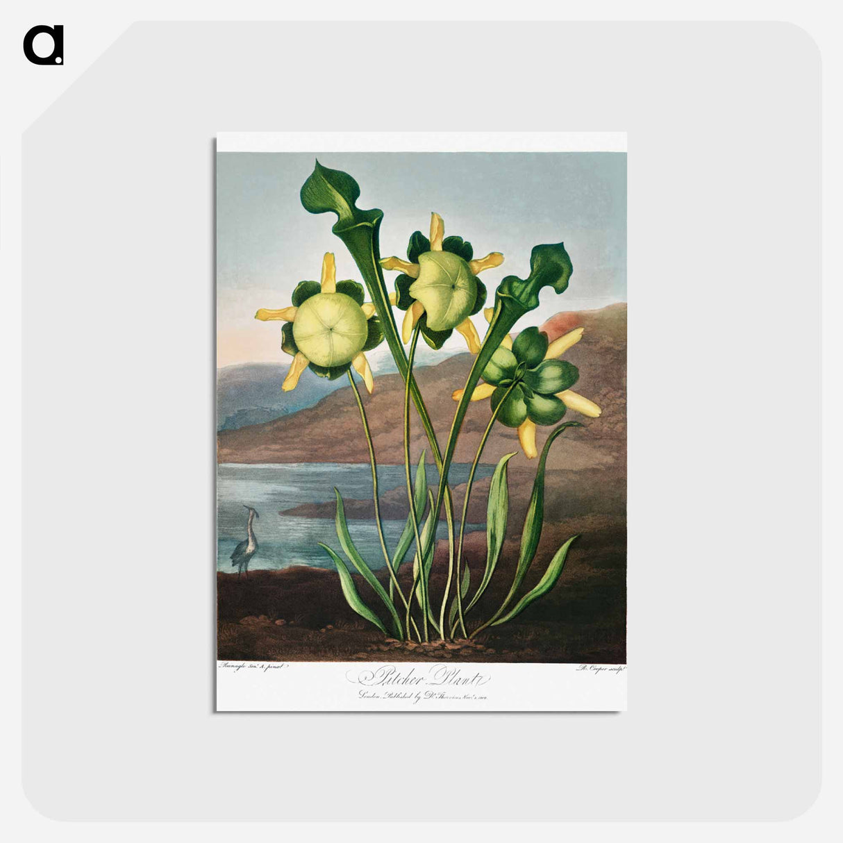アートポストカード-Pitcher Plant from The Temple of Flora
- ロバート ジョン ソーントン Postcard.