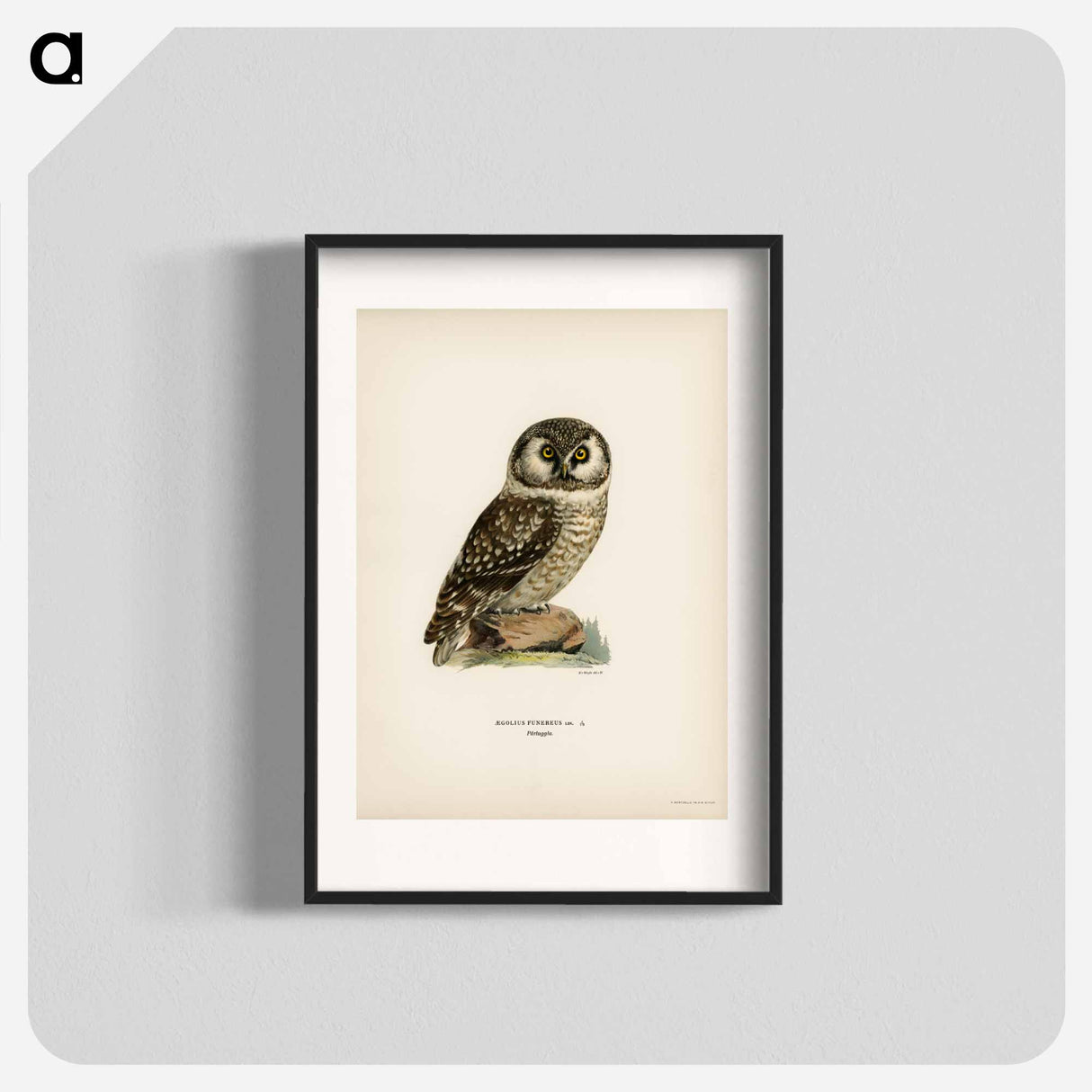 アートポスター-Boreal Owl
- スヴェンスカ フォグラル Poster.