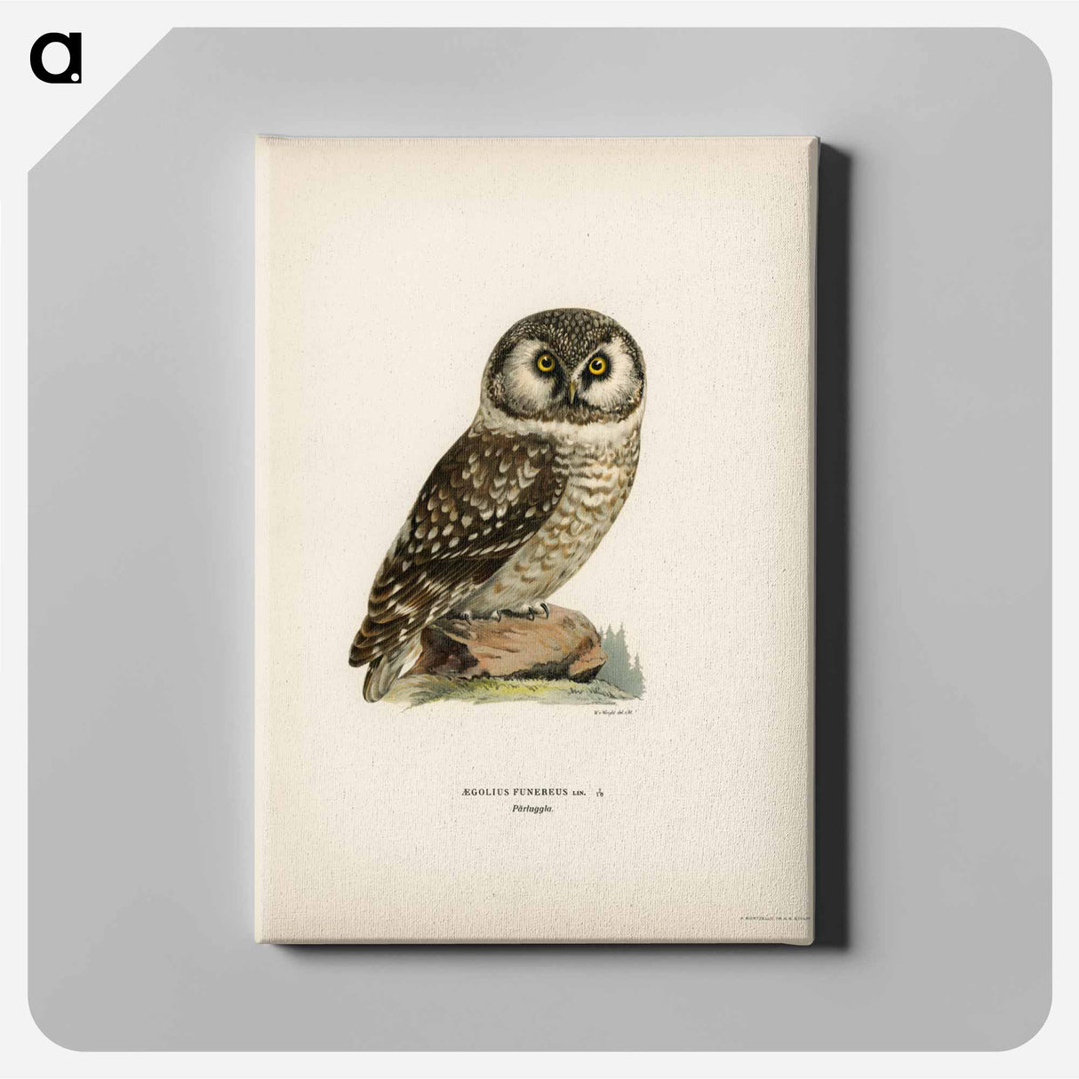 アートパネル-Boreal Owl
- スヴェンスカ フォグラル Canvas.