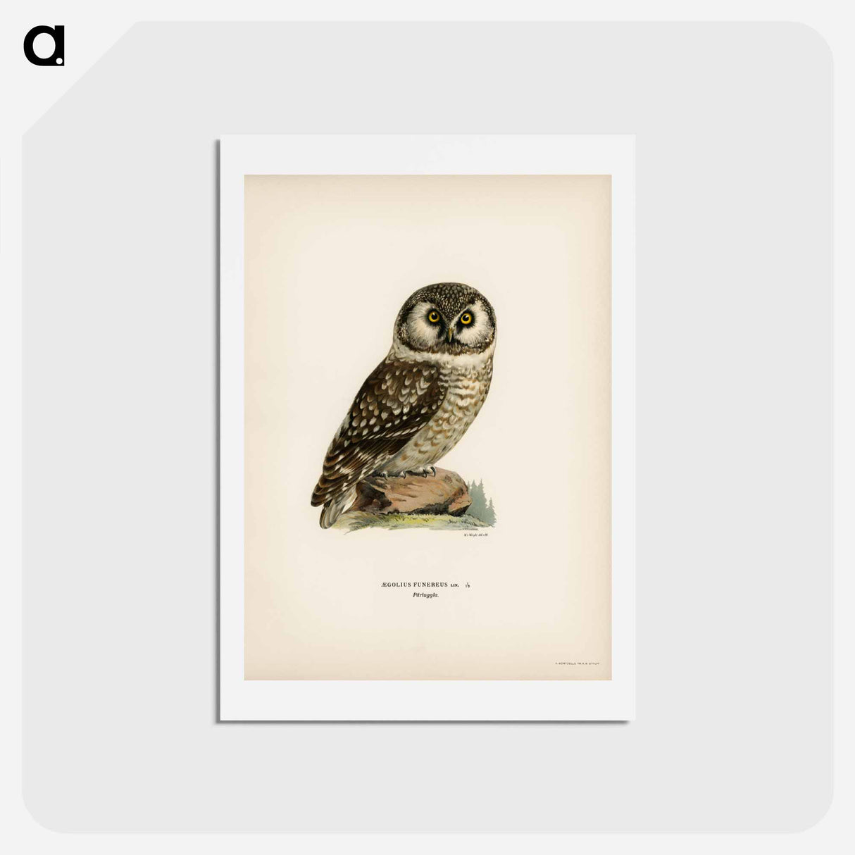 アートポストカード-Boreal Owl
- スヴェンスカ フォグラル Postcard.