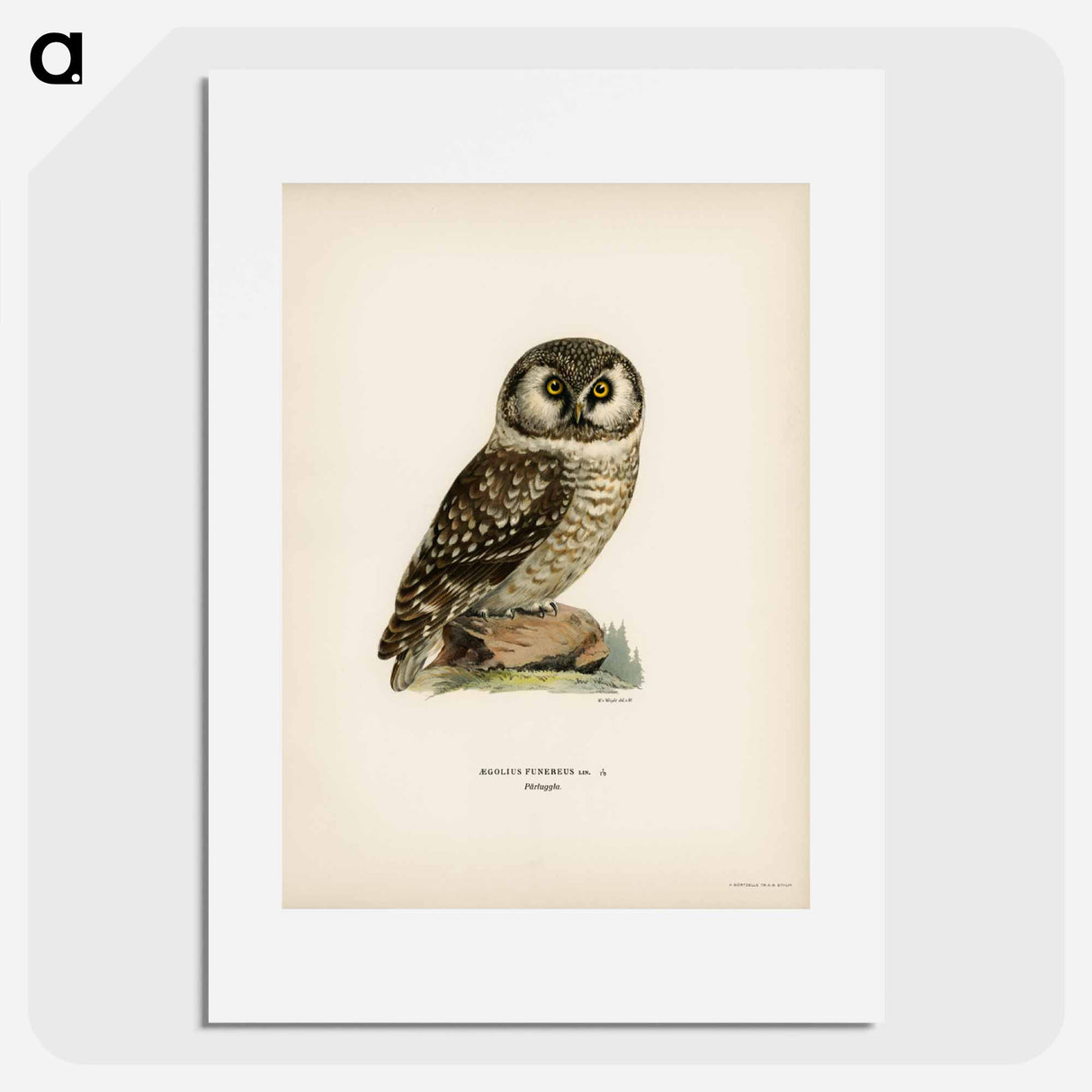 アートポスター-Boreal Owl
- スヴェンスカ フォグラル Poster.