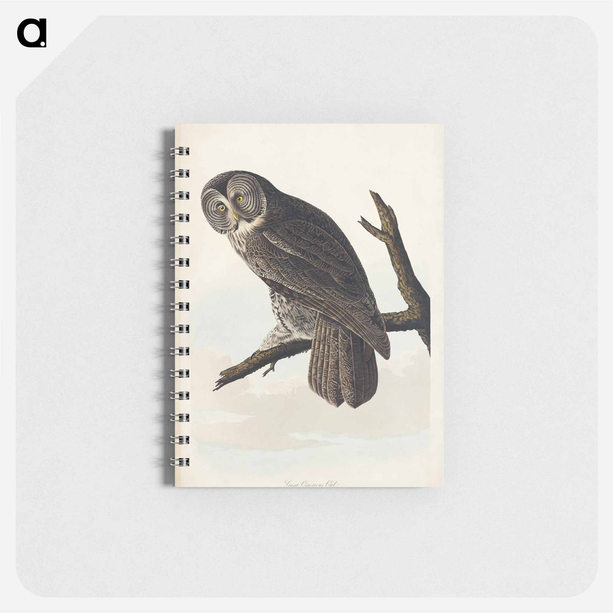アートメモ帳-Great Cinereous Owl from Birds of America
- アメリカの鳥たち Memo.