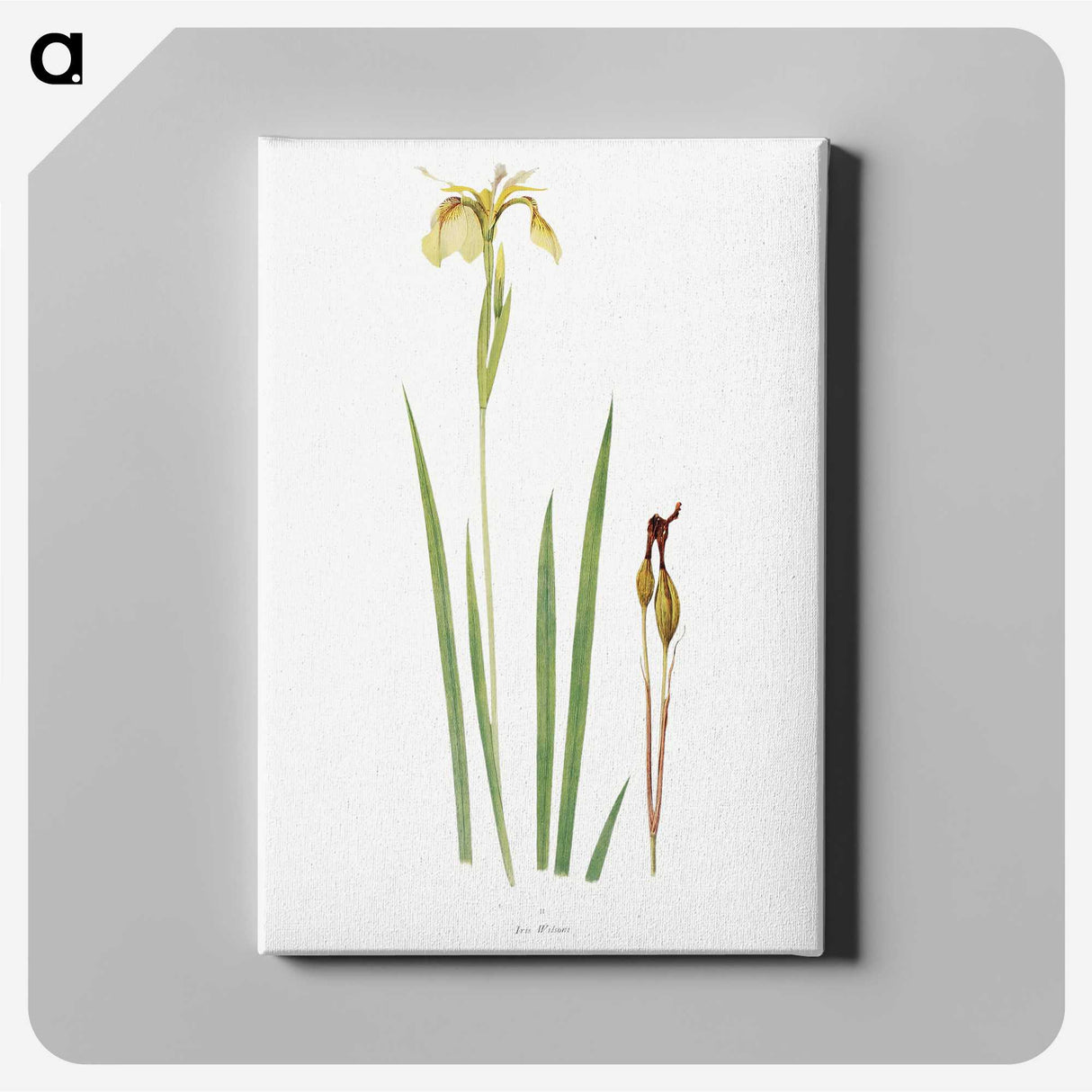 1-29_The-Genus-Iris_canvas