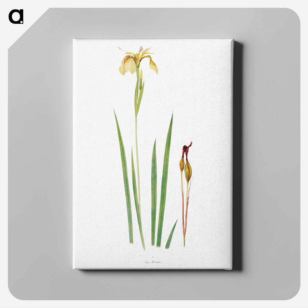 アートパネル-Iris Wilsoni from The Genus Iris
- アヤメ属 Canvas.
