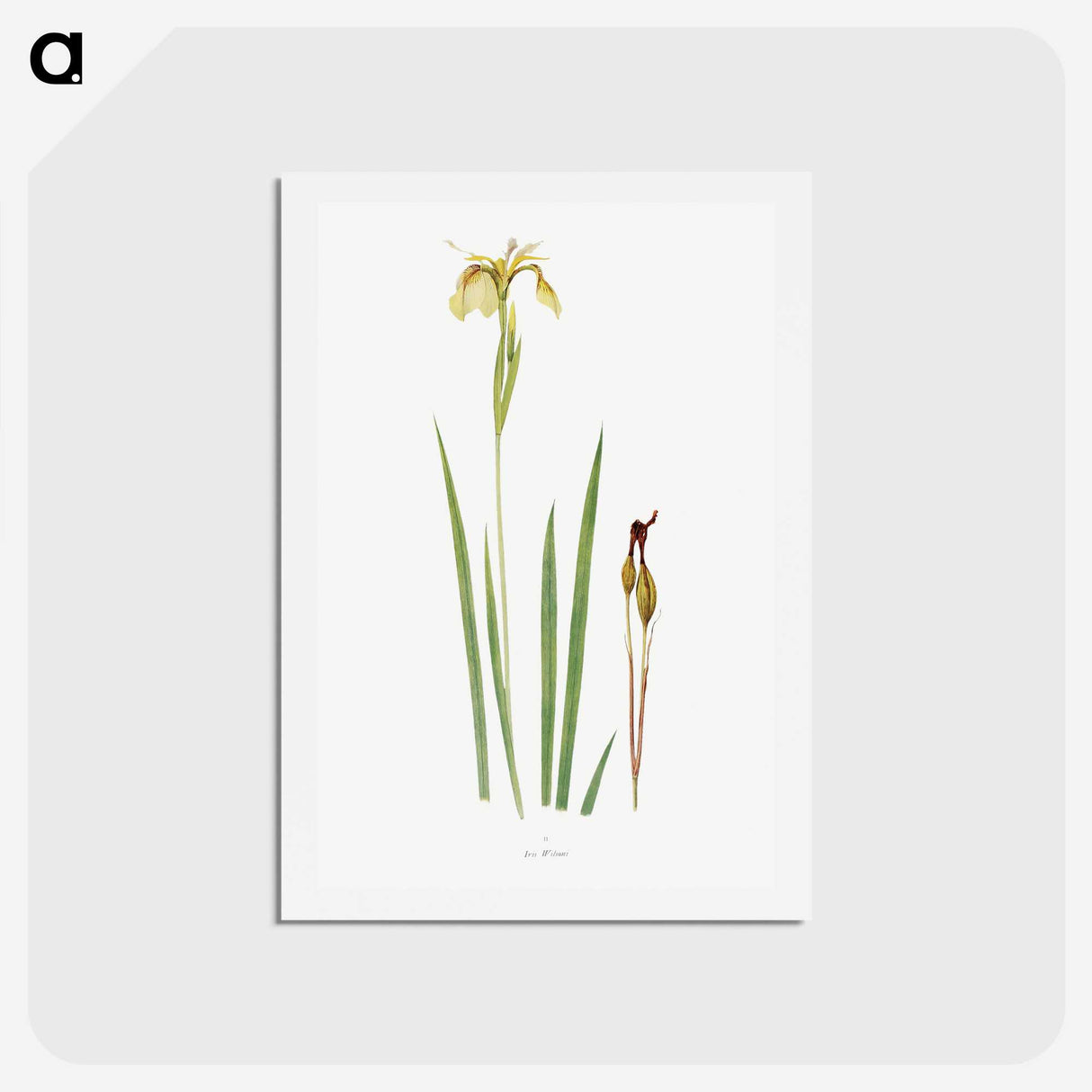 1-29_The-Genus-Iris_hagaki