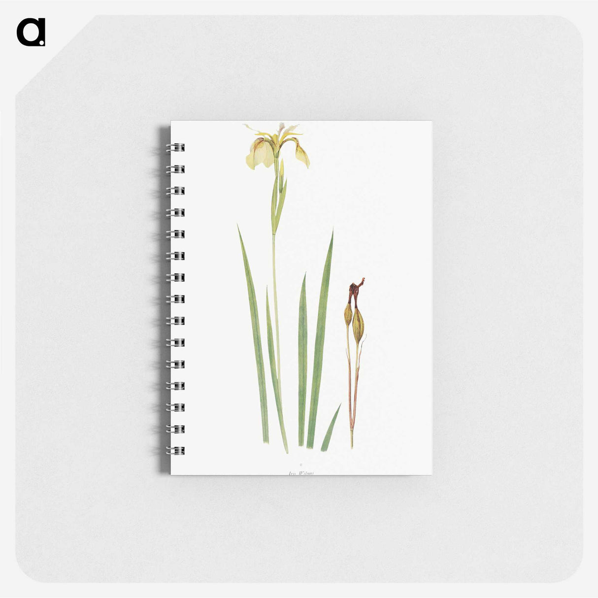 1-29_The-Genus-Iris_memo