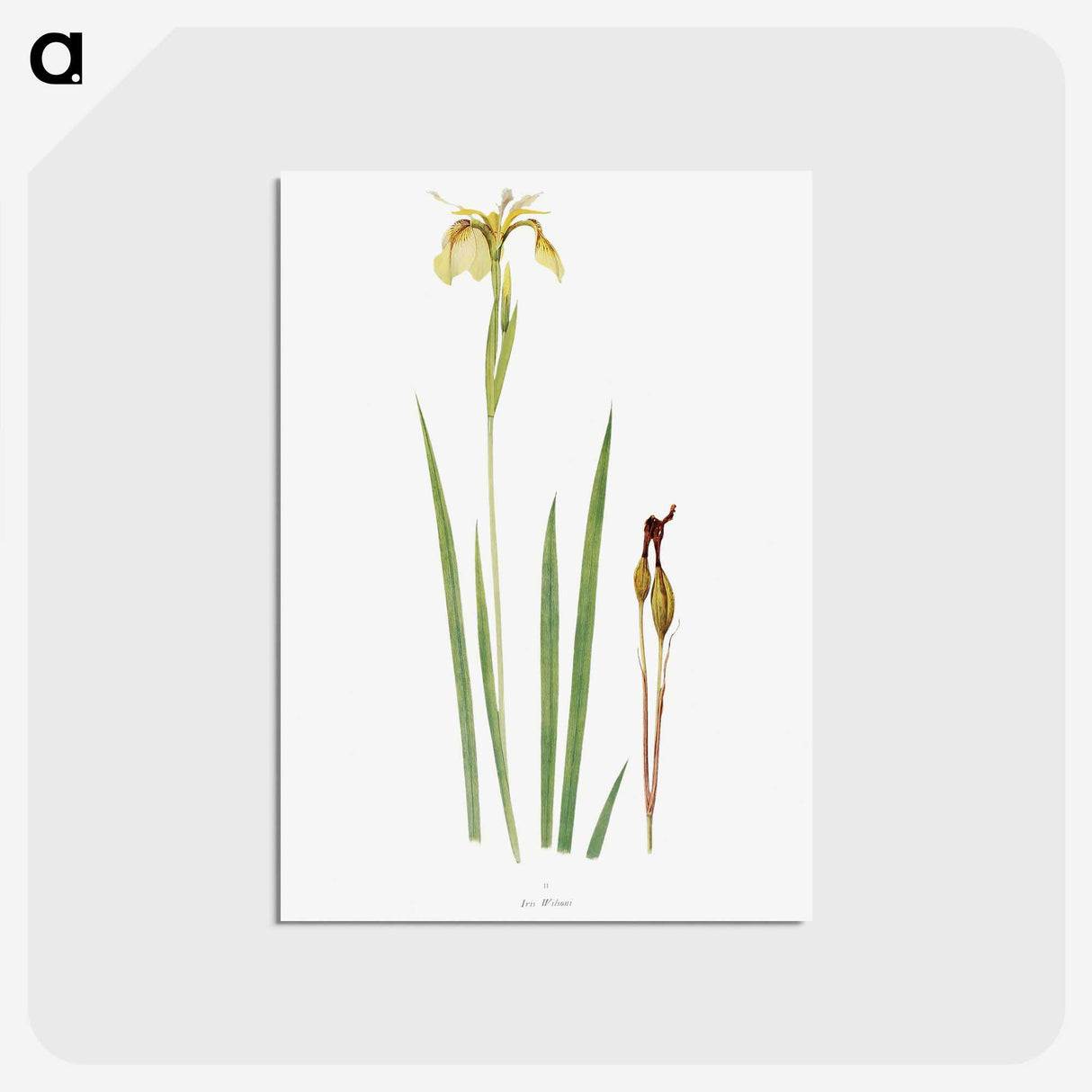 1-29_The-Genus-Iris_postcard