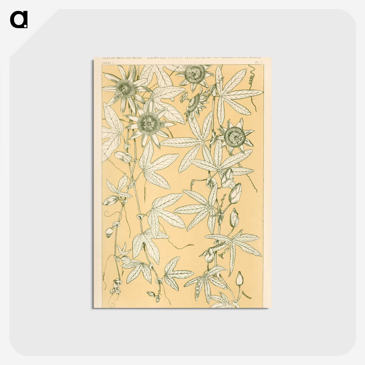 1-29_The-Grammar-of-Ornament_postcard