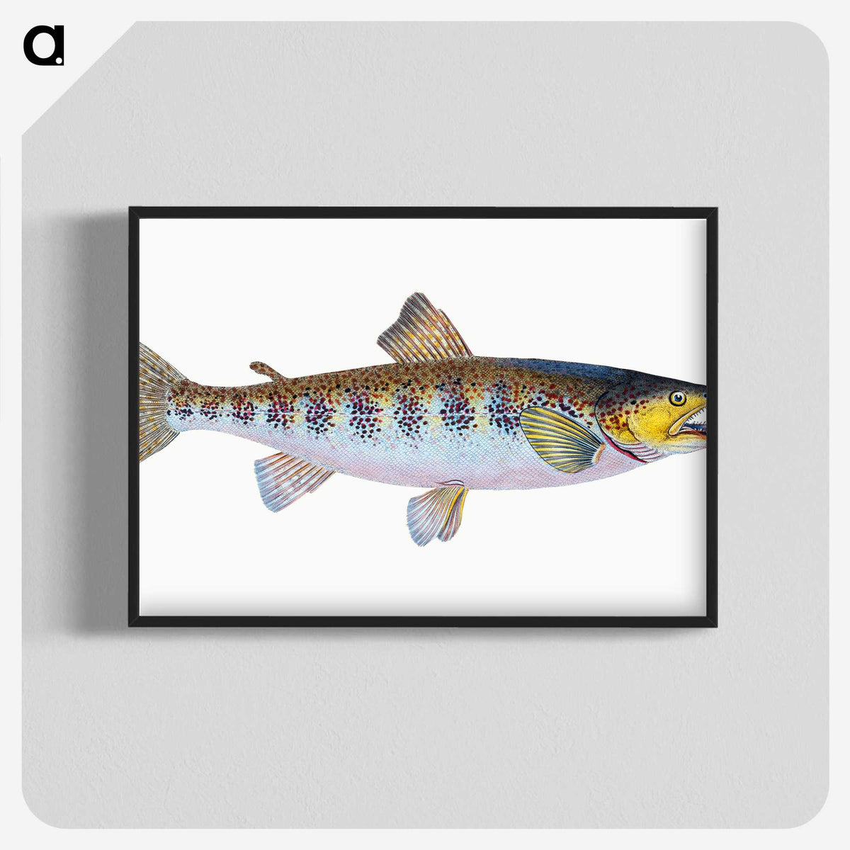 1-29_The-Natural-History-of-British-Fishes_blk-crop