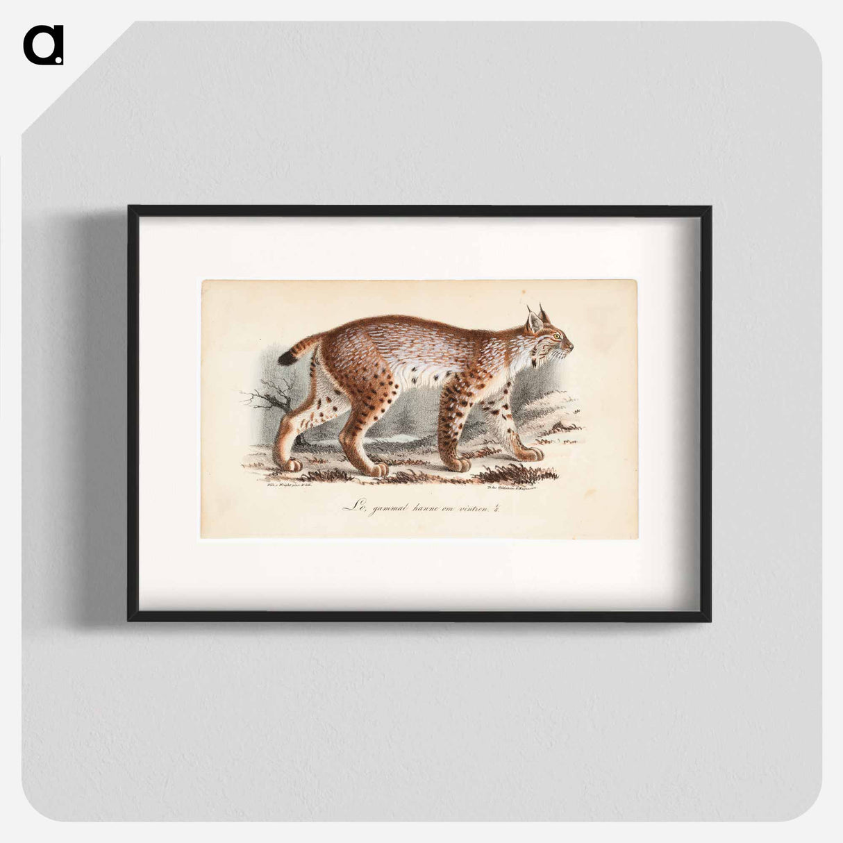 Ilves, vanha uros talviasussa - ヴィルヘルム フォン ライト Poster.