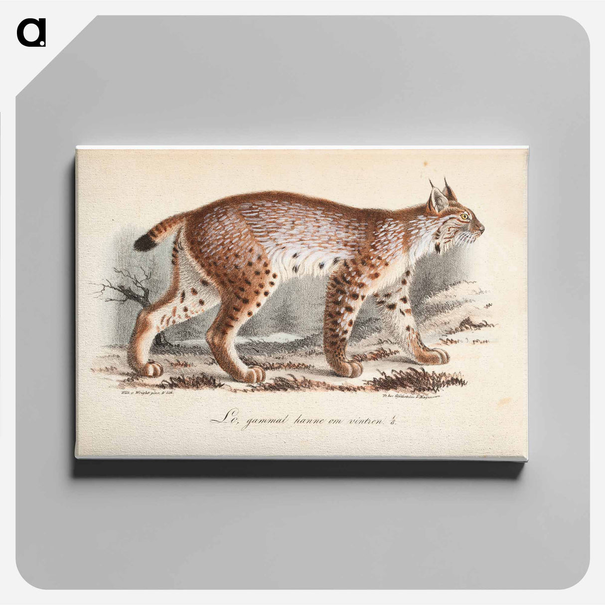 Ilves, vanha uros talviasussa - Wilhelm von Wright Canvas.