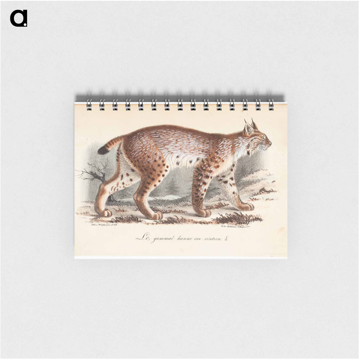 Ilves, vanha uros talviasussa - ヴィルヘルム フォン ライト Memo.