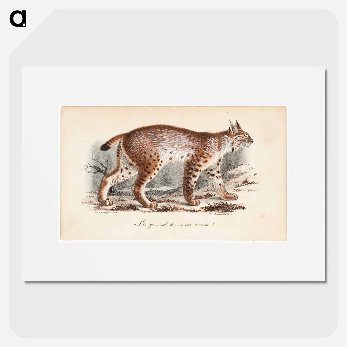 Ilves, vanha uros talviasussa - ヴィルヘルム フォン ライト Poster.