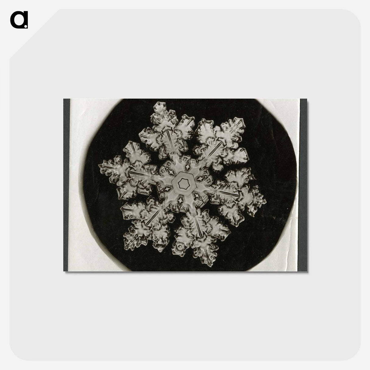 アートポストカード-Wilson Bentley Photomicrograph of Stellar Snowflake No. 1099 - ウィルソン ベントレー Postcard.