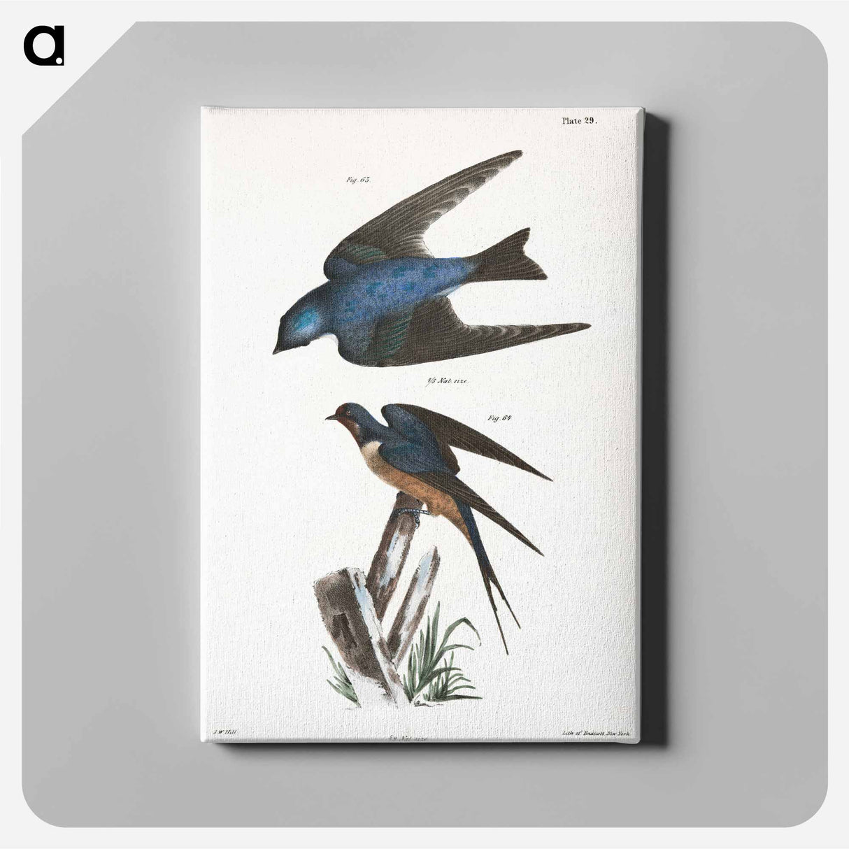 The White-bellied Swallow (Hirundo bicolor) - ニューヨークの動物学 Canvas.