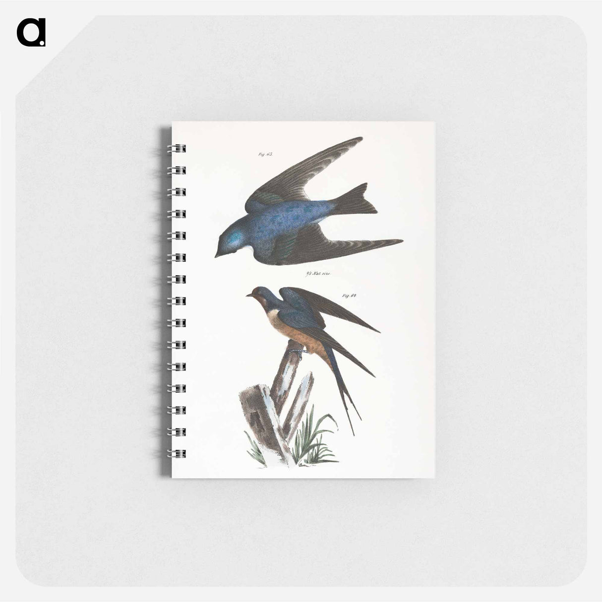 The White-bellied Swallow (Hirundo bicolor) - ニューヨークの動物学 Memo.