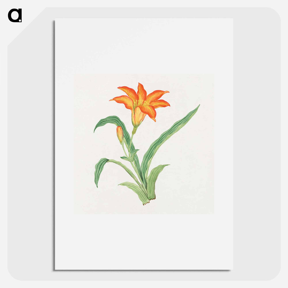 Hime kuwanso - 19世紀の日本の花 Poster.