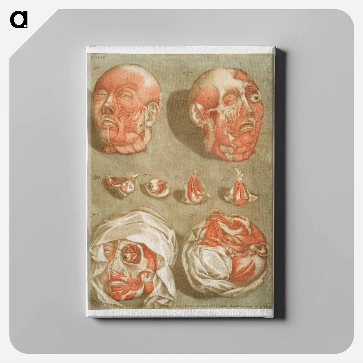 This fascinating collection of anatomical illustrations - アルノルド エロイ ゴーティエ ダゴティ Canvas.