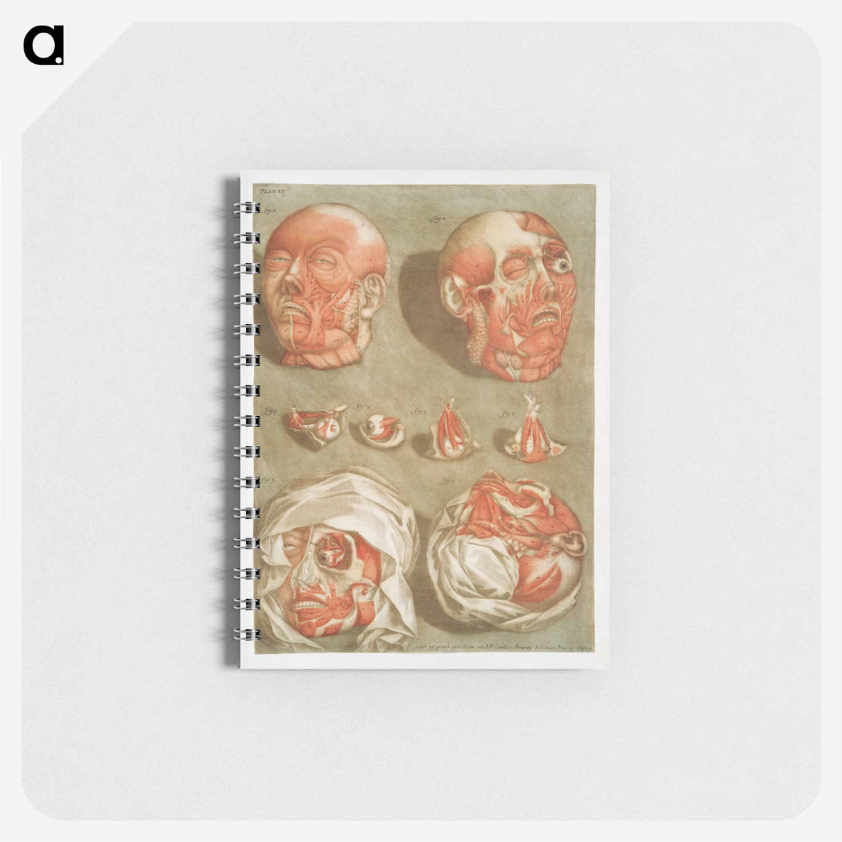 This fascinating collection of anatomical illustrations - アルノルド エロイ ゴーティエ ダゴティ Memo.