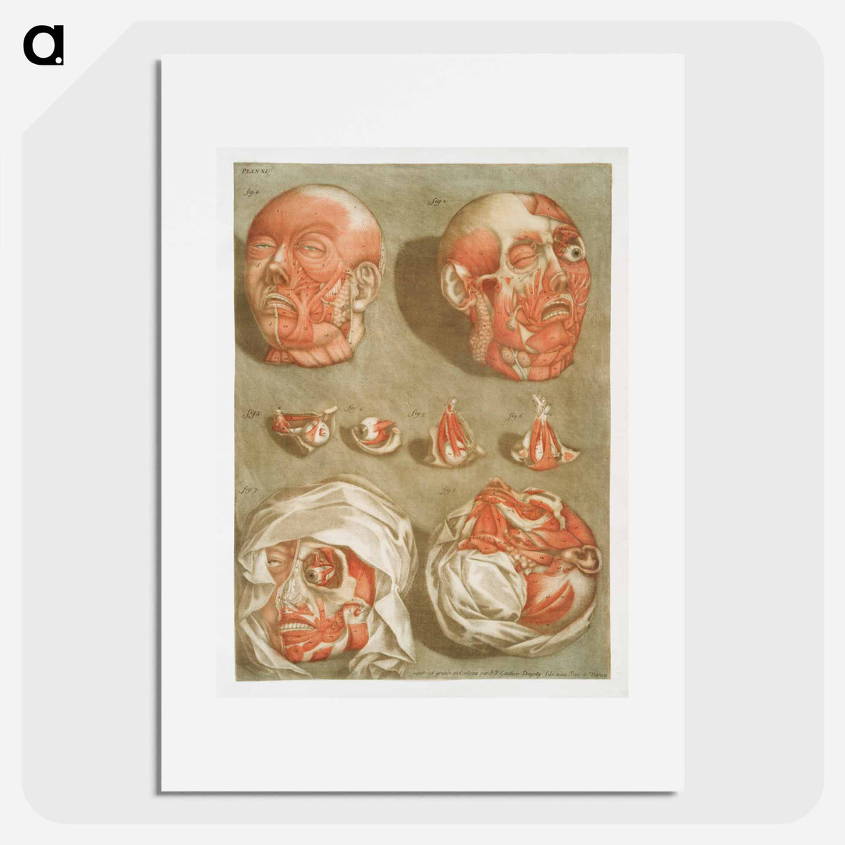 This fascinating collection of anatomical illustrations - アルノルド エロイ ゴーティエ ダゴティ Poster.