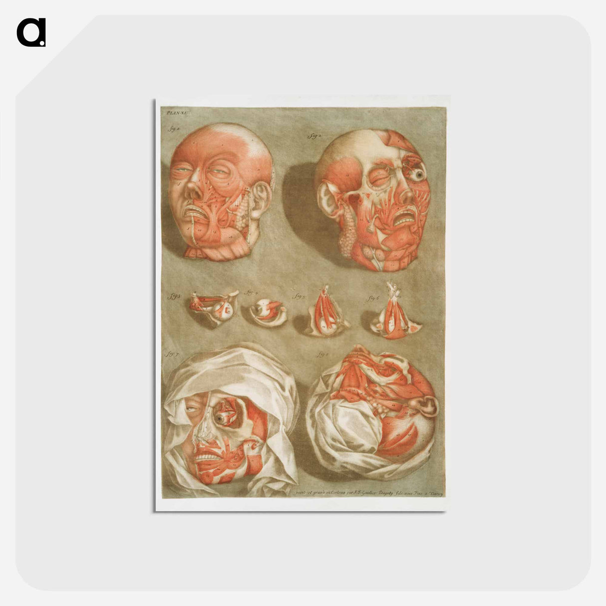 This fascinating collection of anatomical illustrations - アルノルド エロイ ゴーティエ ダゴティ Postcard.