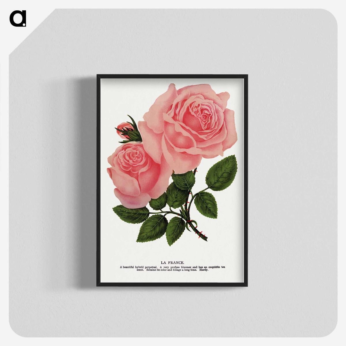 1-2_Botanical-Specimen-Plates_blk-crop