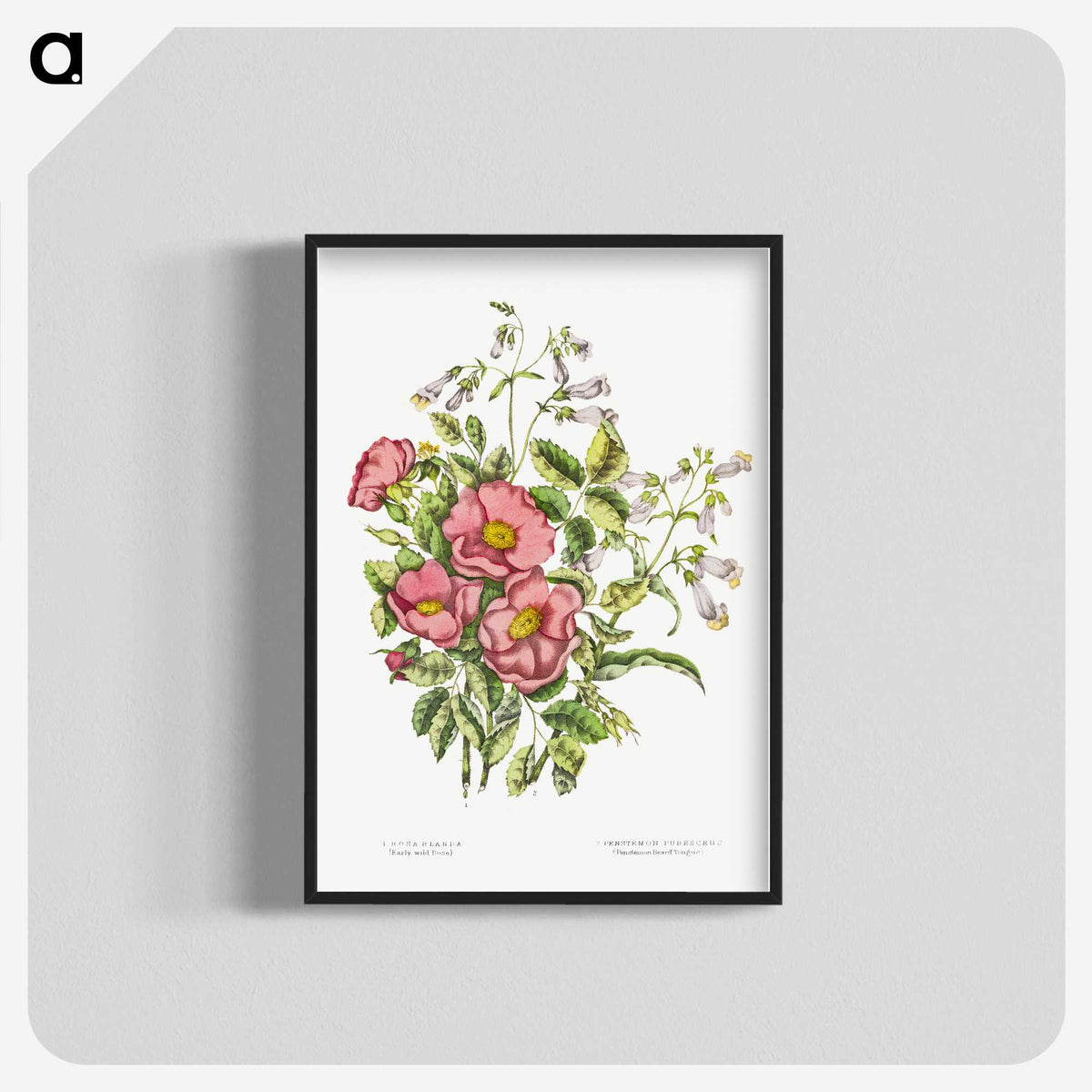 1-2_Canadian-Wild-Flowers_blk-crop