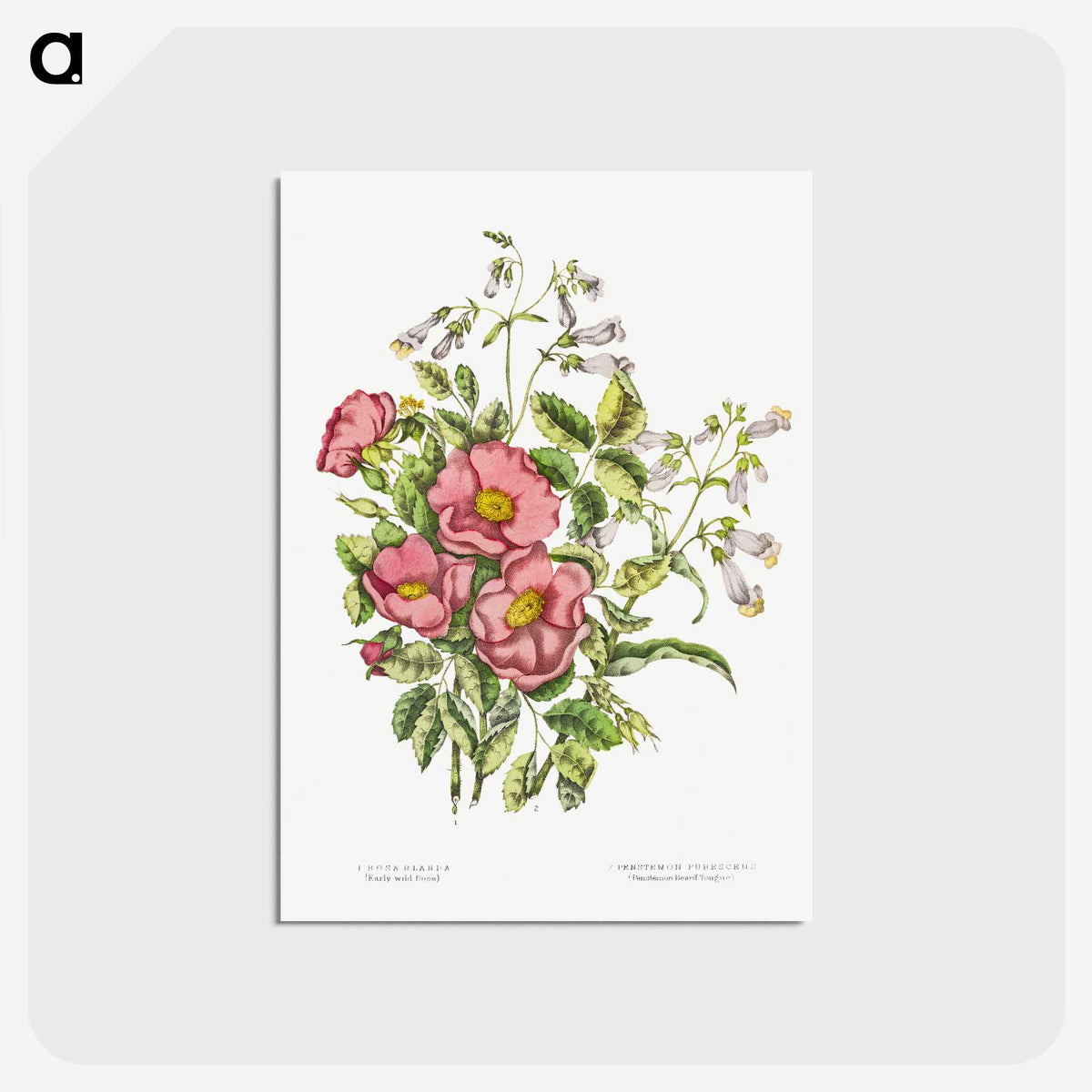 1-2_Canadian-Wild-Flowers_postcard