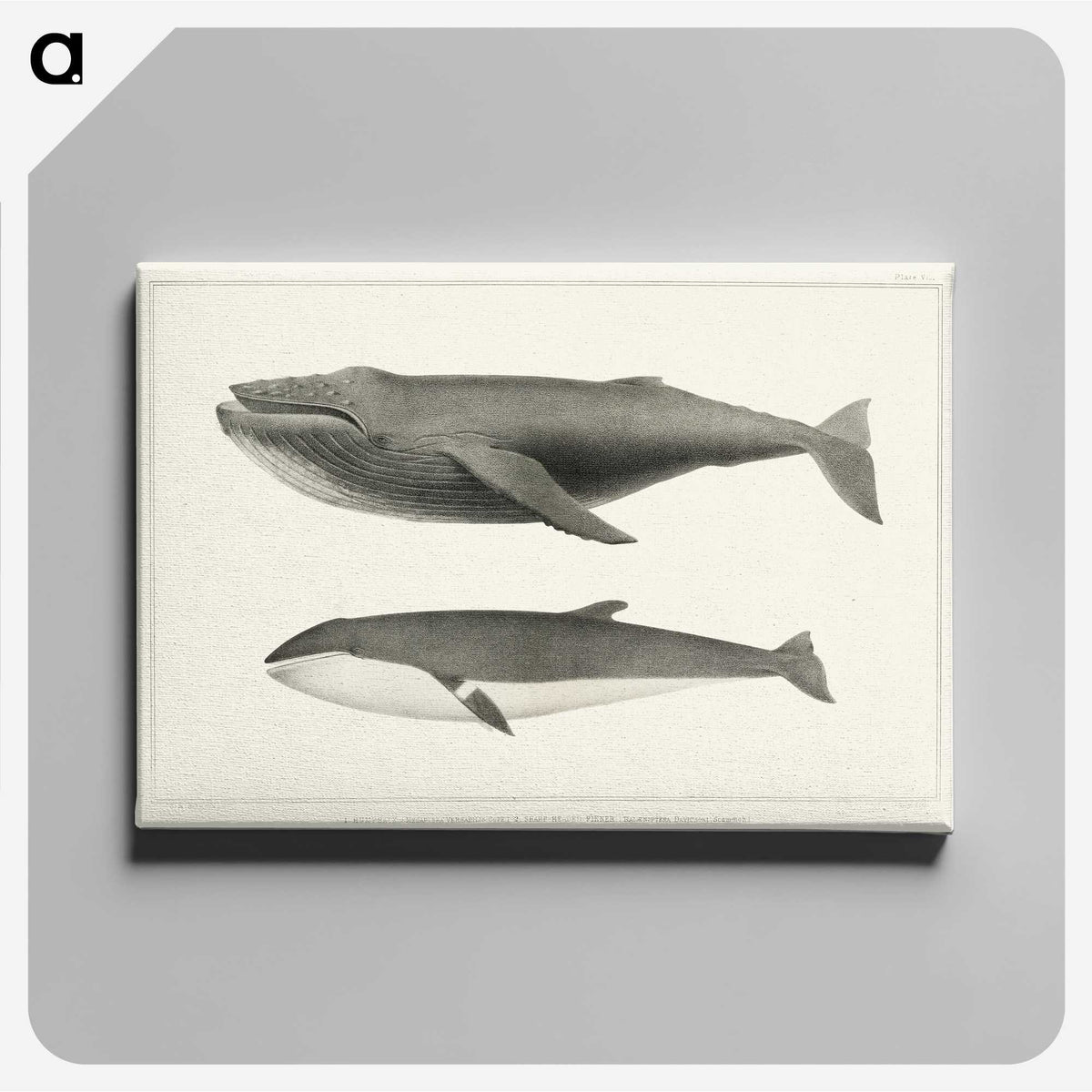 1-2_Charles-Melville-Scammon_canvas