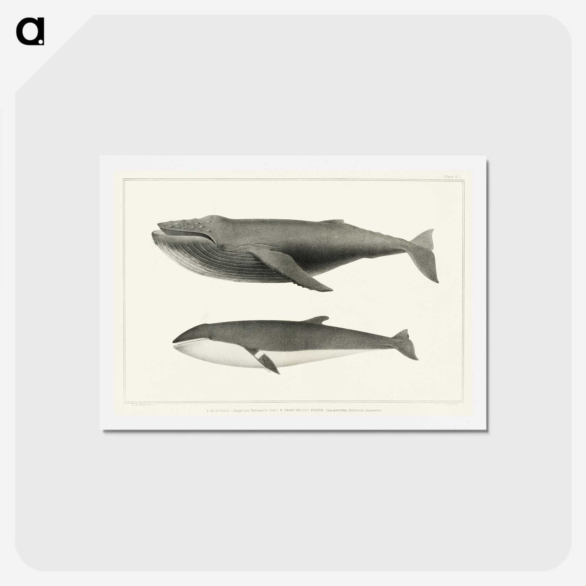1-2_Charles-Melville-Scammon_hagaki