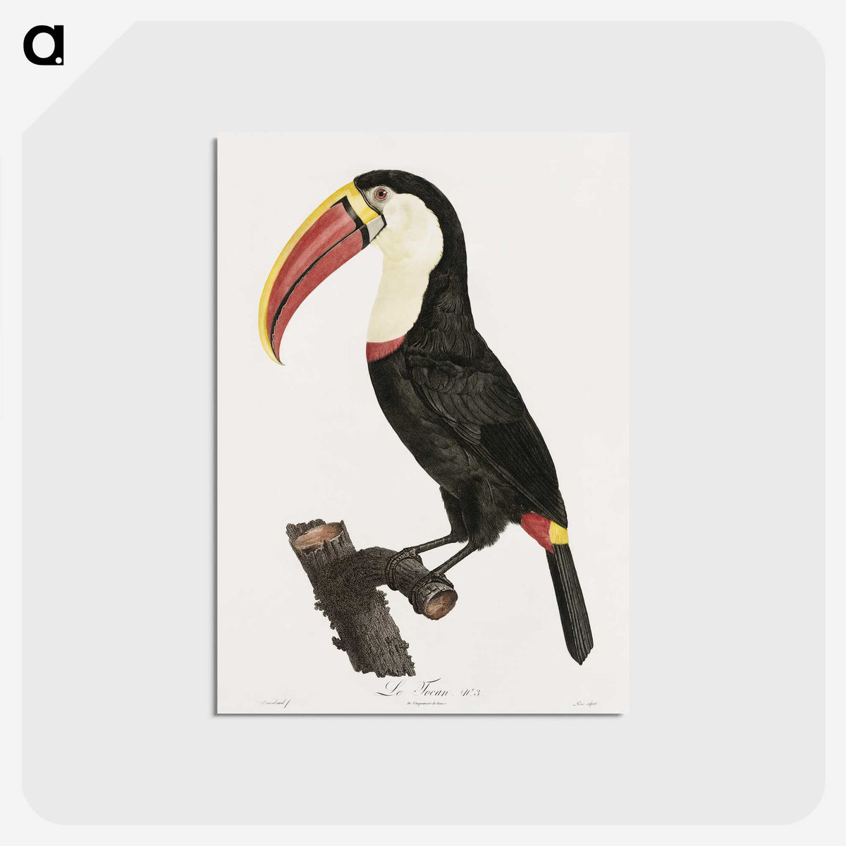 1-2_Des-Oiseaux-de-Paradis_postcard