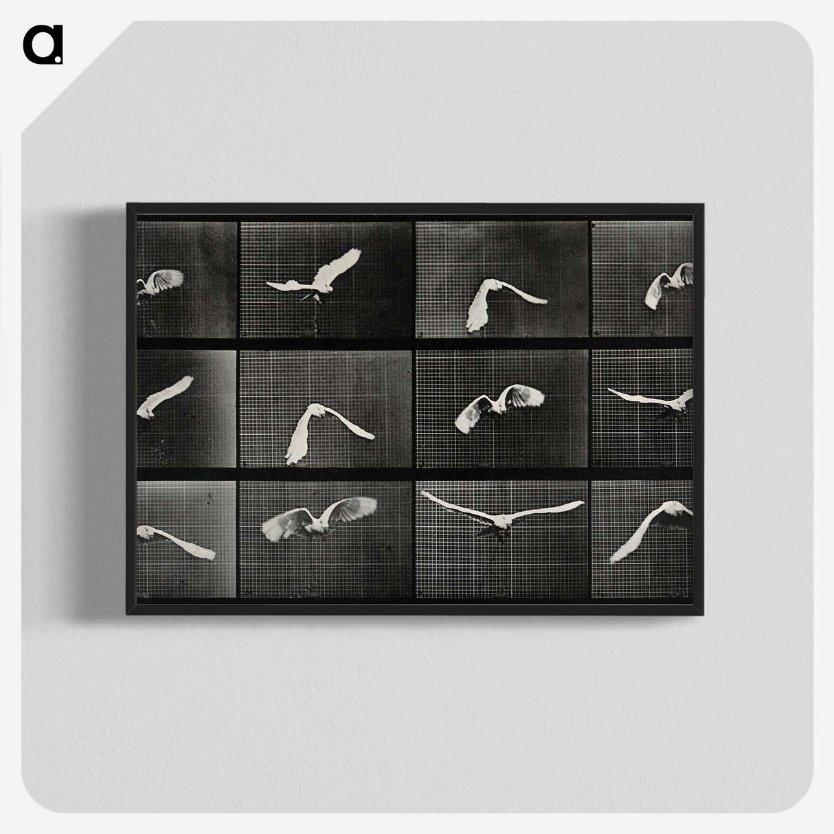 1-2_Eadweard-Muybridge_blk-crop