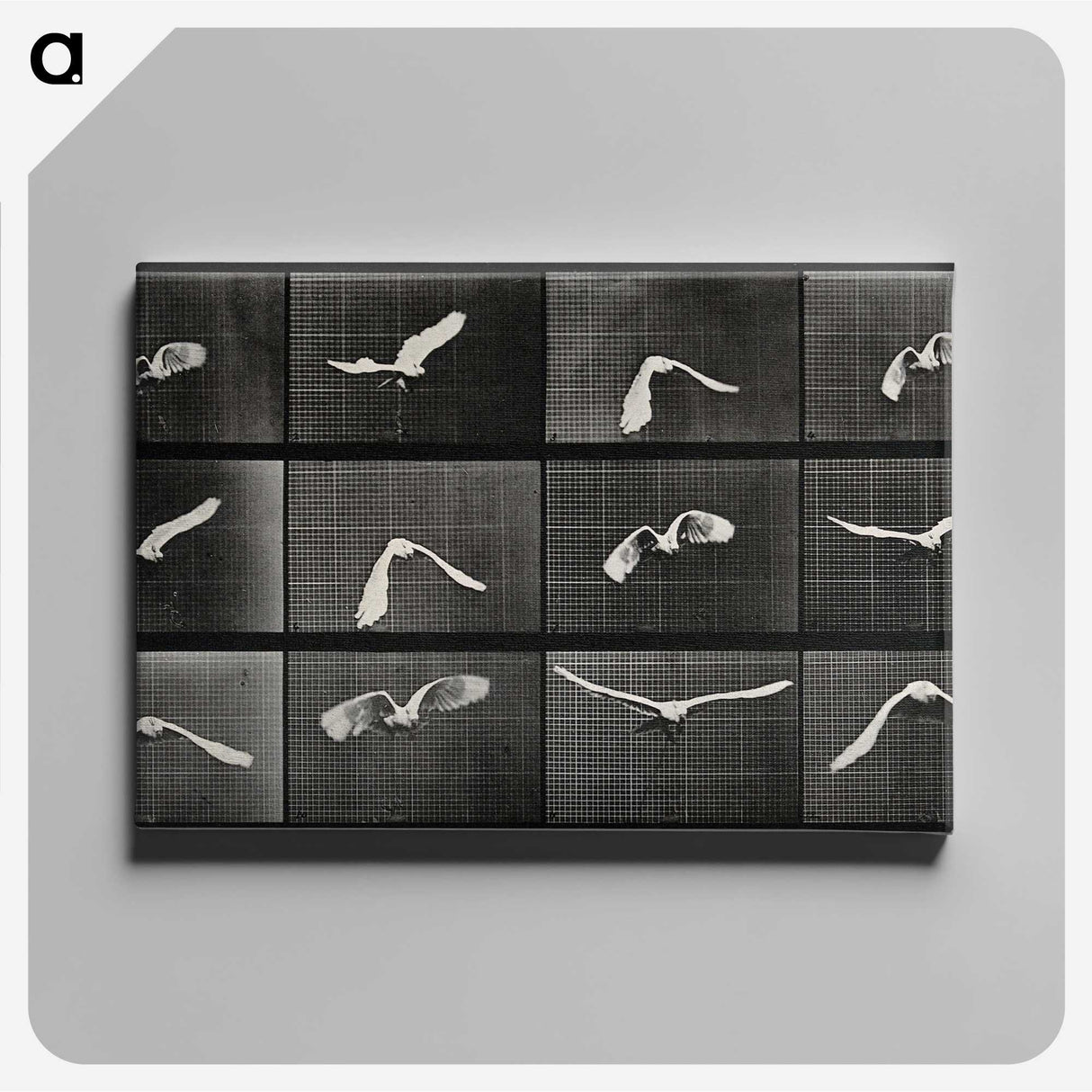 1-2_Eadweard-Muybridge_canvas