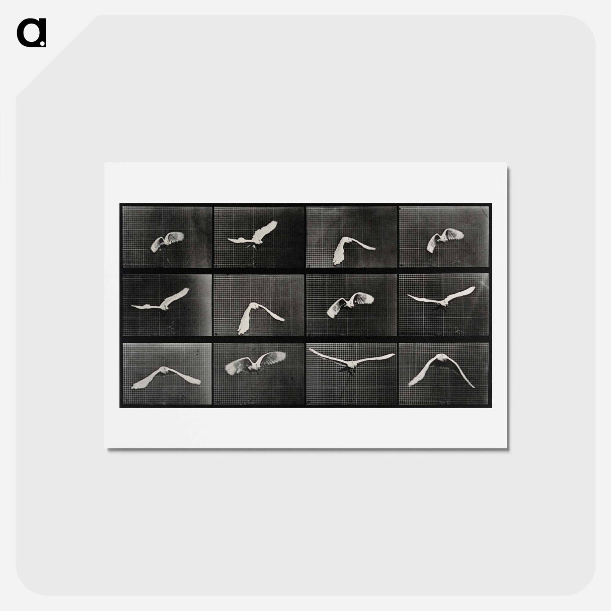 アートポストカード-Parrot in Flight
- エドワード マイブリッジ Postcard.
