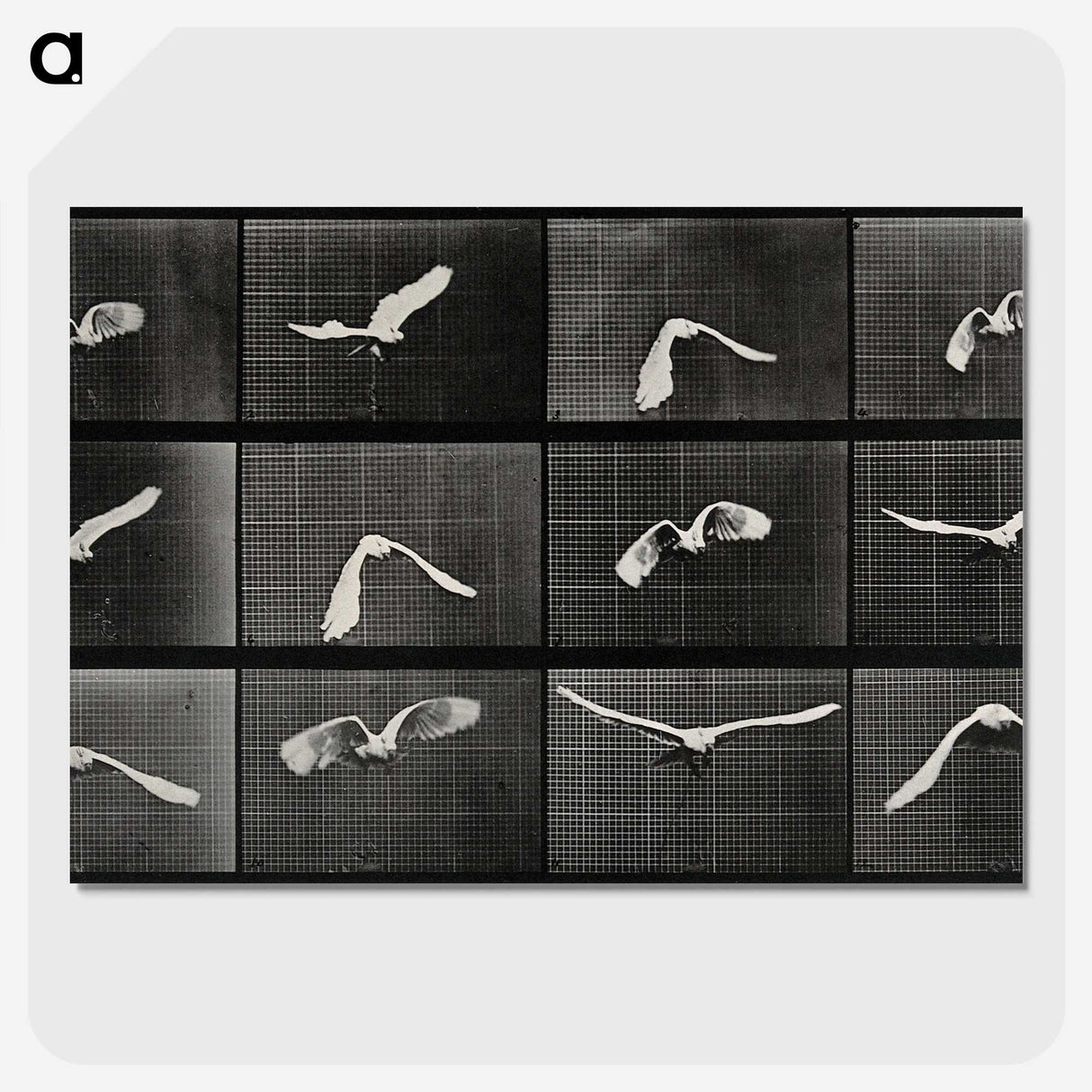 1-2_Eadweard-Muybridge_picture-crop