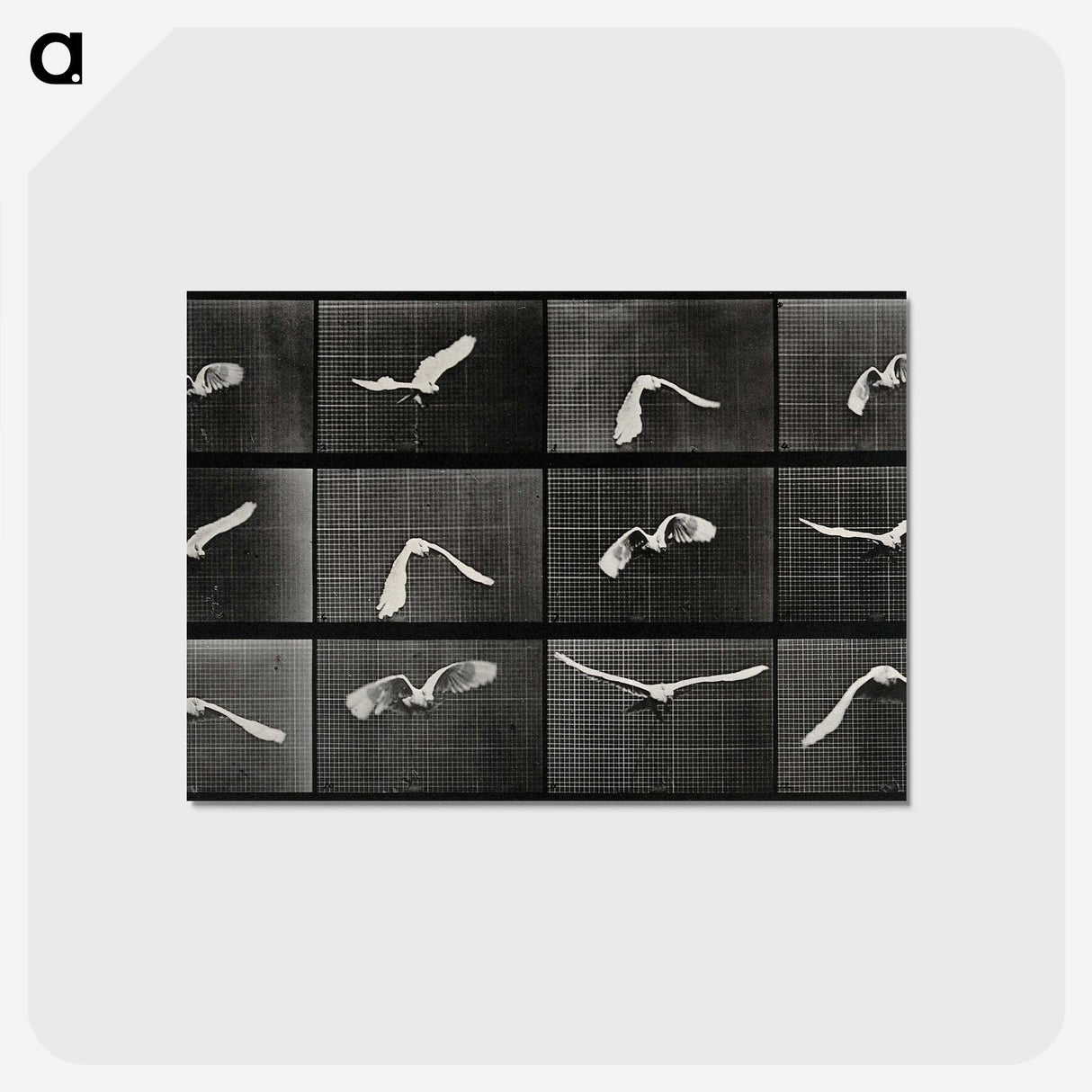 1-2_Eadweard-Muybridge_postcard