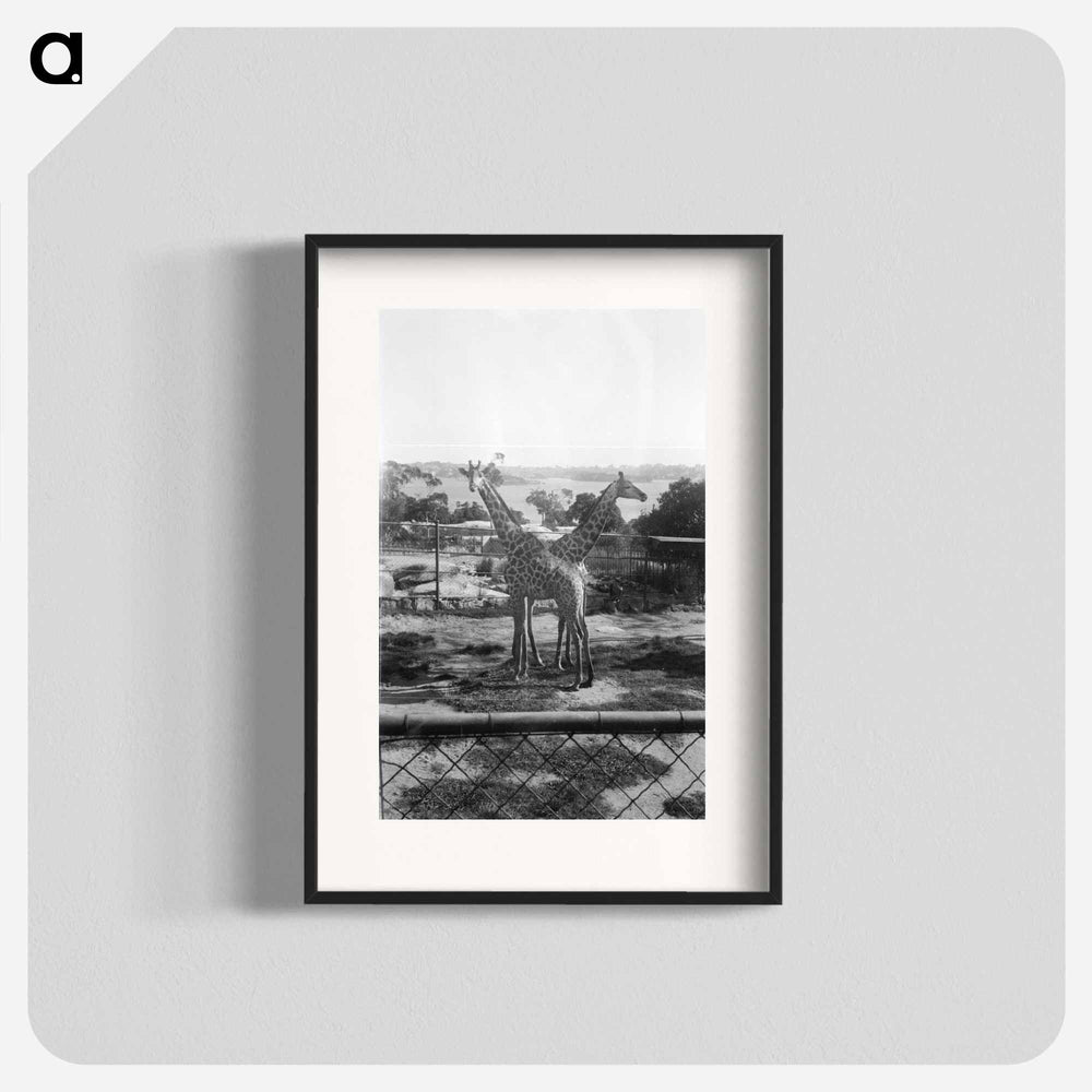 Giraffes in the Zoo - エリック リー ジョンソン Poster.