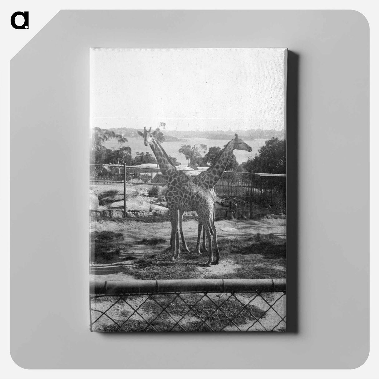 Giraffes in the Zoo - エリック リー ジョンソン Canvas.