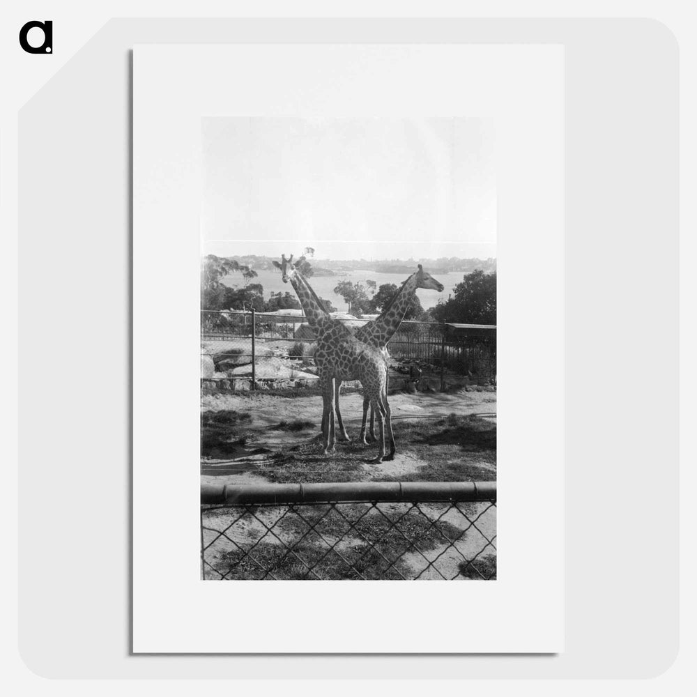 Giraffes in the Zoo - エリック リー ジョンソン Poster.