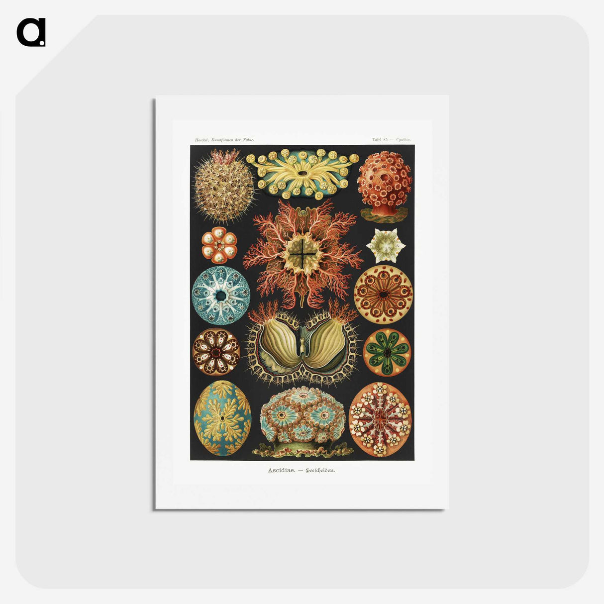 1-2_Ernst-Haeckel_hagaki