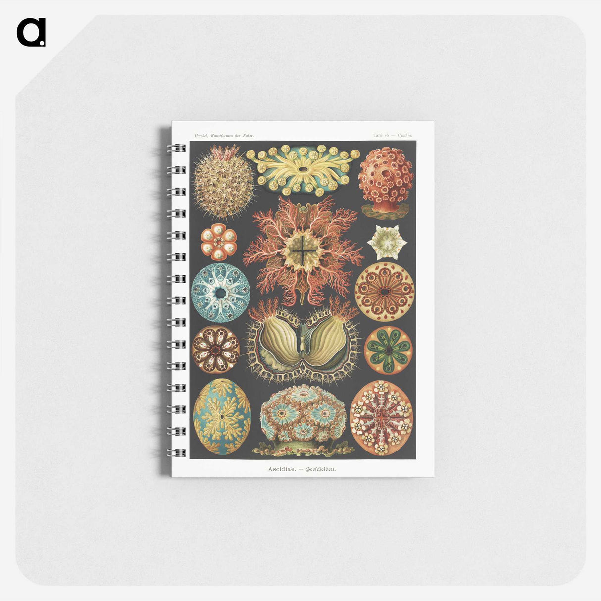 1-2_Ernst-Haeckel_memo