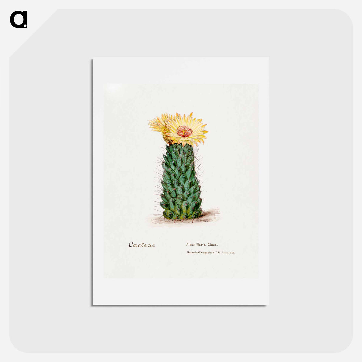 アートポストカード-Beehive Cactus
- サボテン科 Postcard.