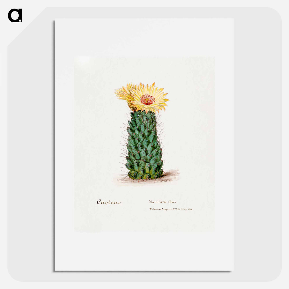 アートポスター-Beehive Cactus
- サボテン科 Poster.