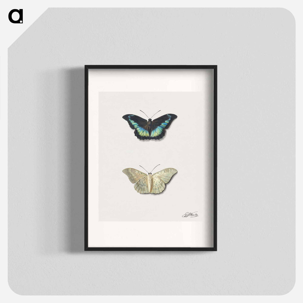 アートポスター-Butterfly, Top and Bottom View
- ジョージアス ヤコブス ヨハネス ファン オス Poster.