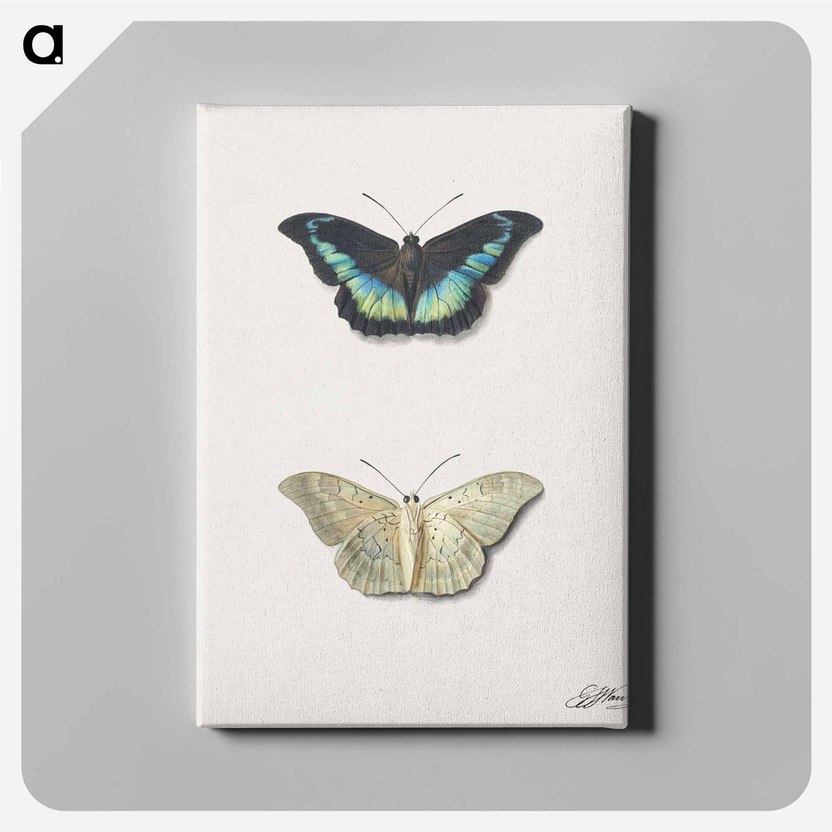 アートパネル-Butterfly, Top and Bottom View
- ジョージアス ヤコブス ヨハネス ファン オス Canvas.