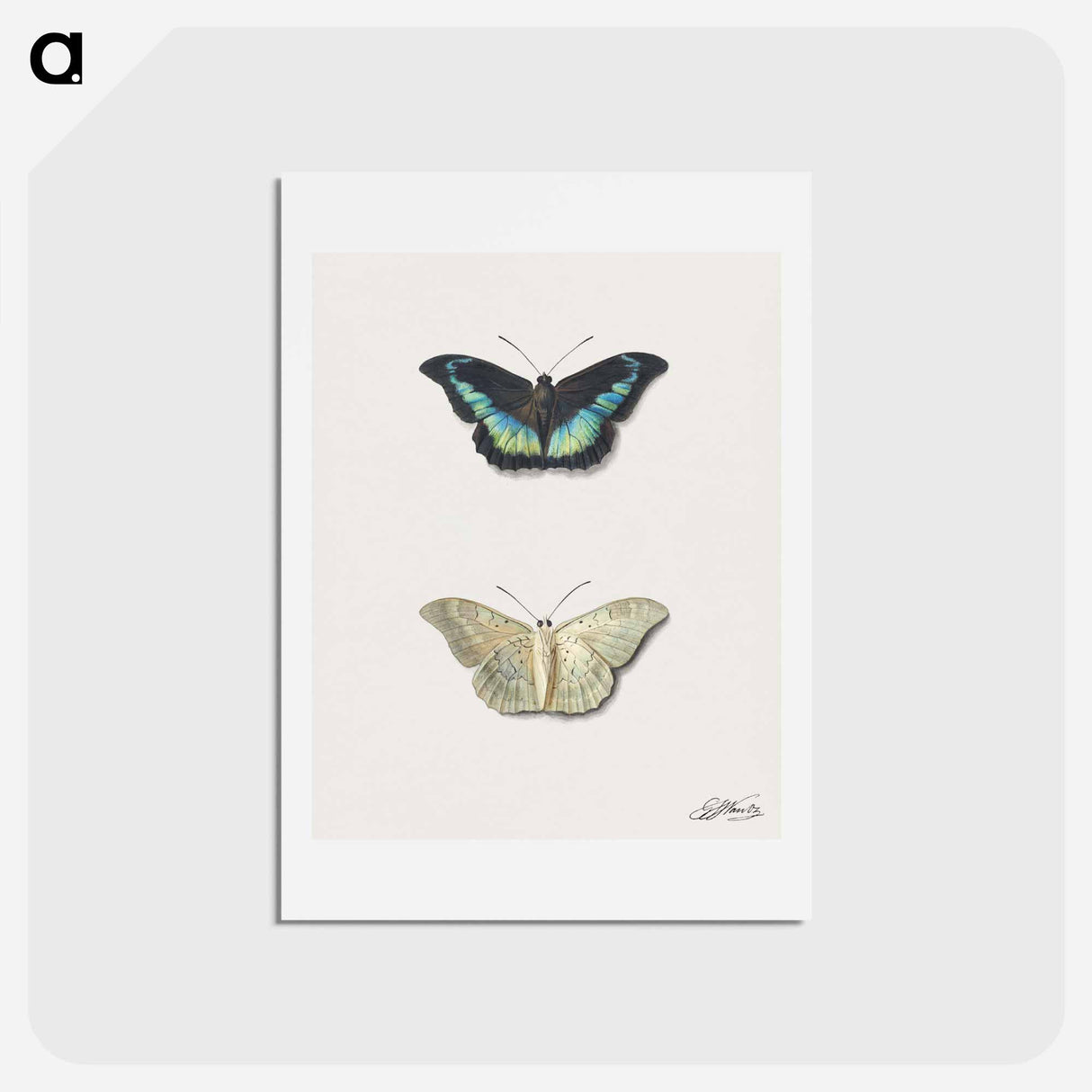 アートポストカード-Butterfly, Top and Bottom View
- ジョージアス ヤコブス ヨハネス ファン オス Postcard.